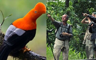 Perú: Un Paraíso para los Amantes del Avistamiento de Aves