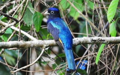 Carpish: El Santuario Secreto de Aves en los Andes Peruanos