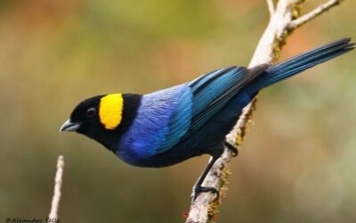 Avistamiento de Aves en Unchog: Una Experiencia Natural Única